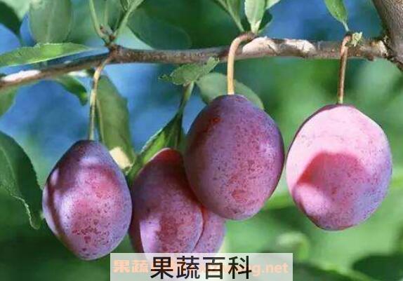 新鲜西梅的功效与作用有哪些