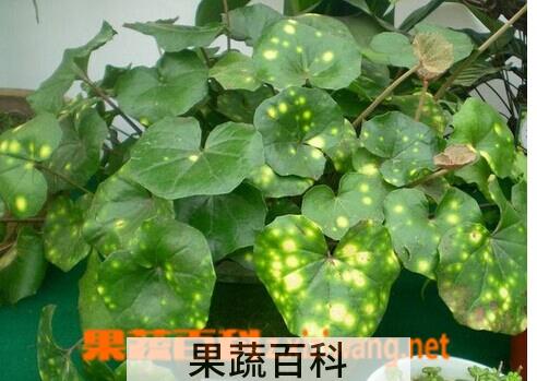 果蔬百科斑点橐吾