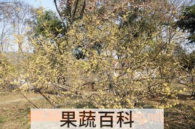 果蔬百科腊梅