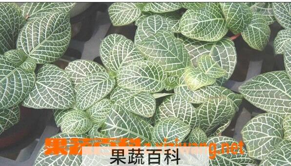 果蔬百科白网纹草