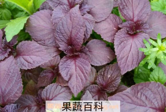 野生紫苏的功效与作用