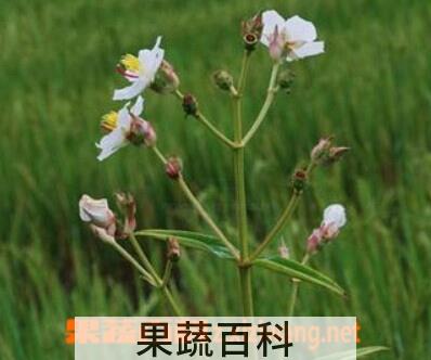 果蔬百科白蚂蚁花