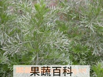 果蔬百科白蒿