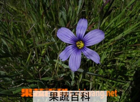 果蔬百科百慕达蓝眼草