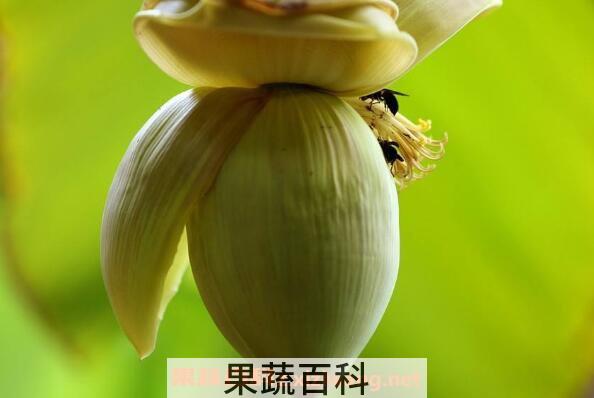 芭蕉心怎么吃 芭蕉心不适合什么人吃