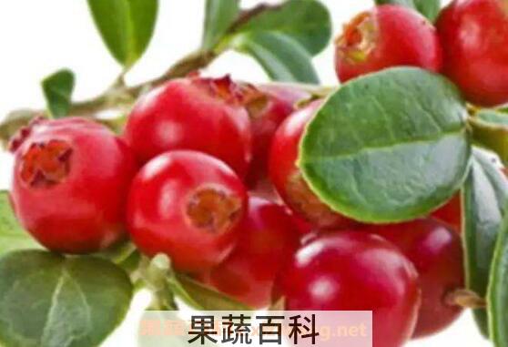 越橘果的功效与作用