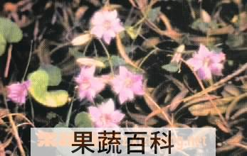 果蔬百科红花龙胆