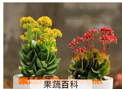果蔬百科长寿花