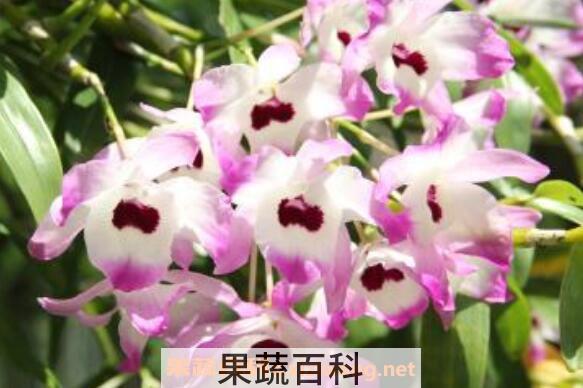 金钗石斛花的功效与作用及副作用