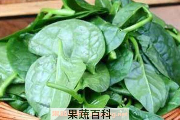 红薯叶怎么吃 红薯叶的做法教程