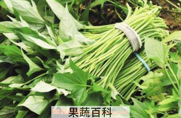 红薯叶的功效与作用及禁忌