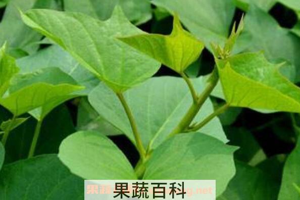 红薯叶的功效与作用及禁忌