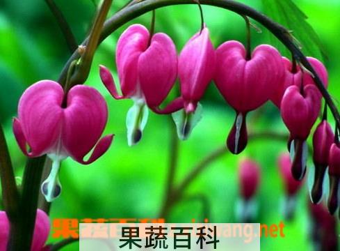果蔬百科荷包花