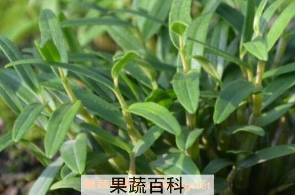 霍山石斛怎么吃最好 霍山石斛的食用方法