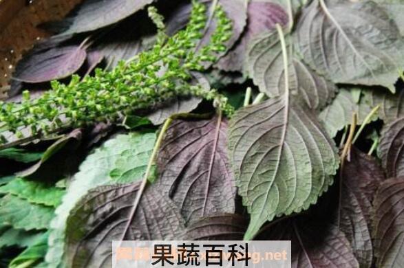 新鲜紫苏叶怎么吃 紫苏叶的吃法技巧
