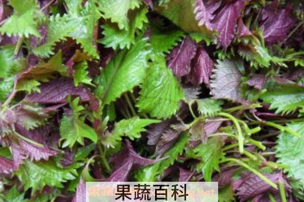 新鲜紫苏叶怎么吃 紫苏叶的吃法技巧