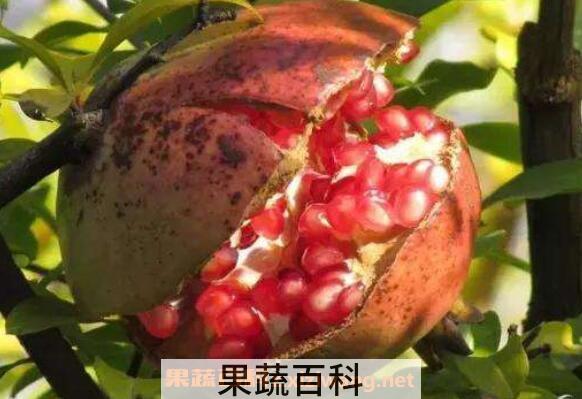 吃石榴有什么好处与坏处