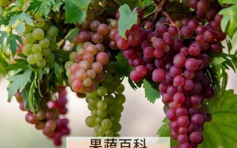 吃葡萄干有什么好处和坏处 经常吃葡萄有什么好处和坏处