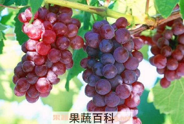 吃葡萄有什么好处和坏处