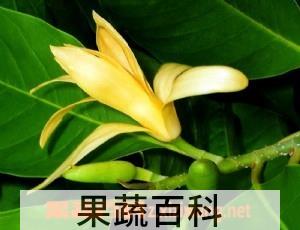 果蔬百科黄兰