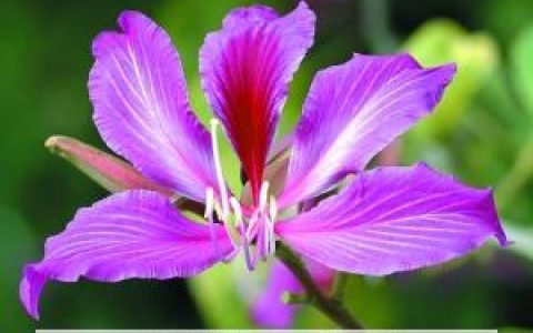 红花羊蹄甲的功效与作用及禁忌 红花羊蹄甲的功效与作用图片