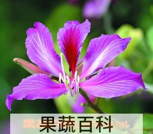 果蔬百科红花羊蹄甲