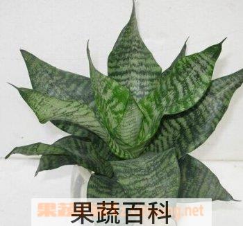 果蔬百科虎皮兰