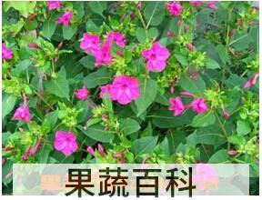 果蔬百科紫茉莉