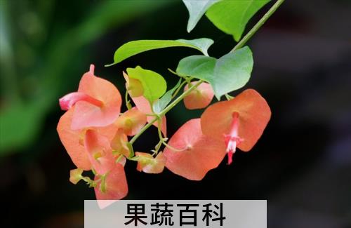 果蔬百科冬红