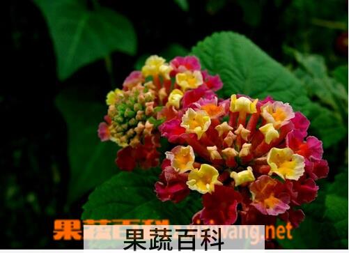 果蔬百科五色梅