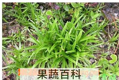 果蔬百科臭牡丹