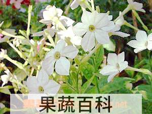 果蔬百科花烟草