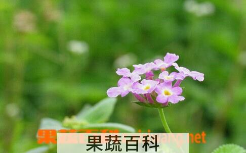 果蔬百科臭茉莉