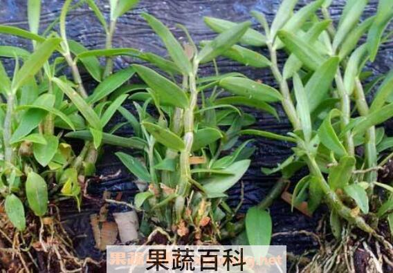 铁皮石斛的功效与作用及副作用