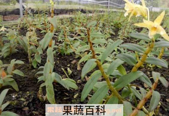 铁皮石斛的功效与作用及副作用
