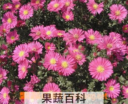 果蔬百科荷兰菊