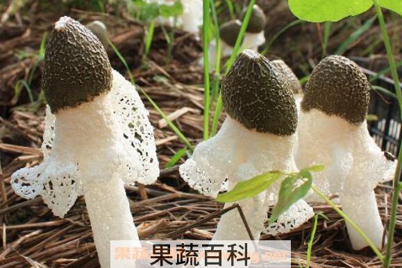 竹荪怎么吃 竹荪的家常做法大全