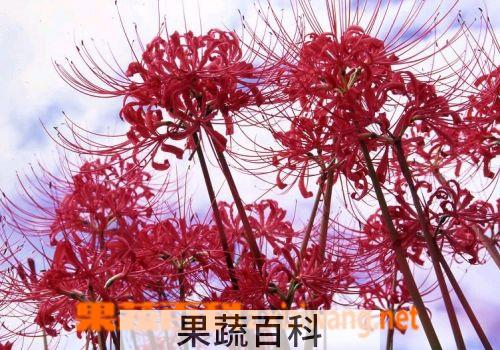 果蔬百科彼岸花