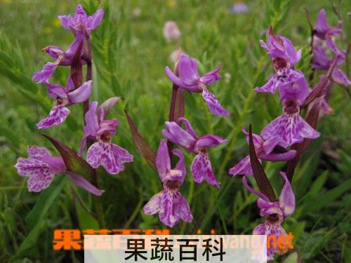 果蔬百科广布红门兰