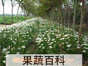 果蔬百科葱兰