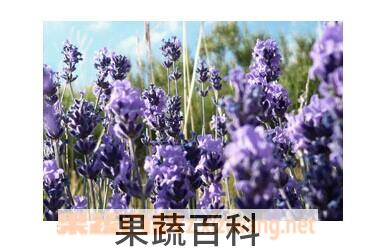 果蔬百科勿忘我