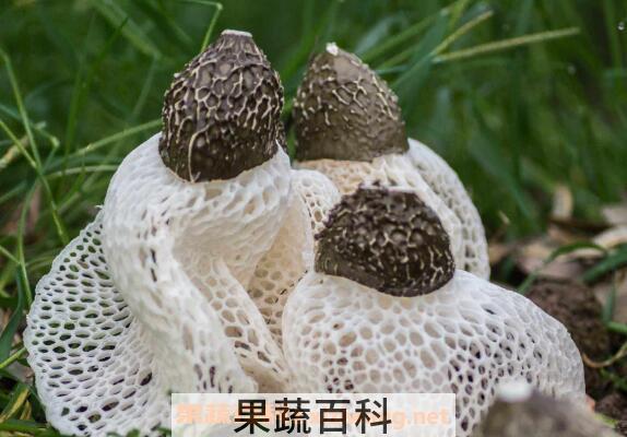 干竹荪的做法与禁忌