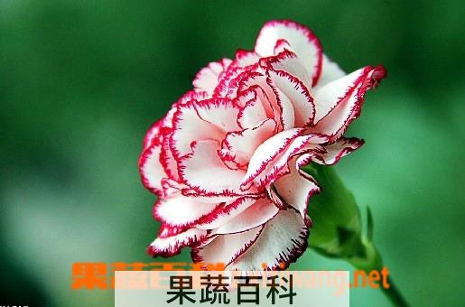 果蔬百科康乃馨