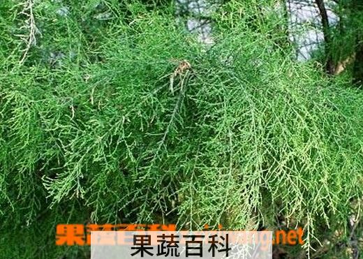 果蔬百科山川柳
