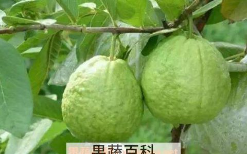 番石榴吃法 图解法 番石榴吃法介绍