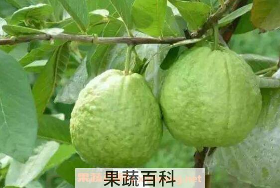 番石榴怎么吃图解 吃番石榴有什么好处