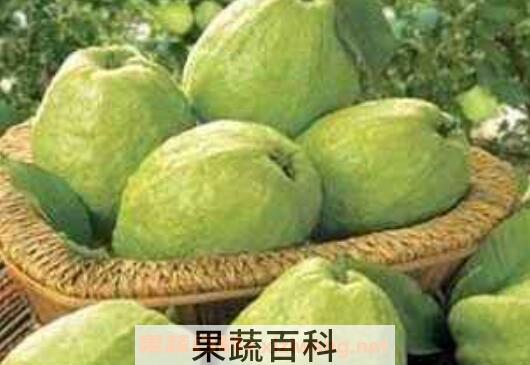 番石榴怎么吃图解 吃番石榴有什么好处