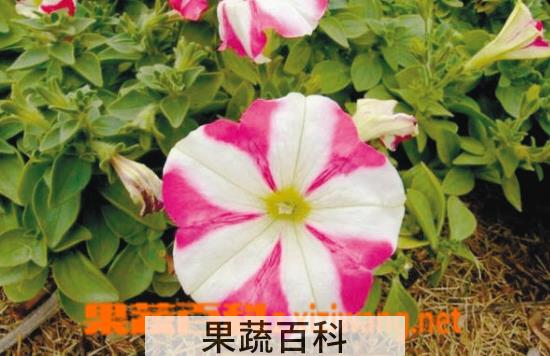 果蔬百科碧冬茄