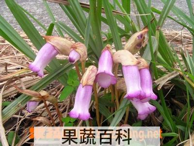果蔬百科东野菰