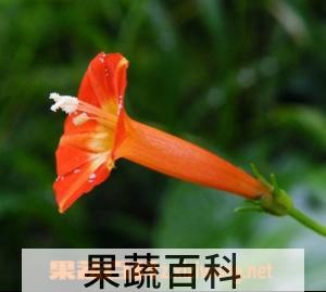 果蔬百科橙红茑萝